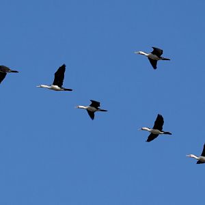 Pied Cormorants