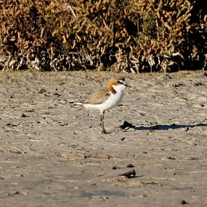 Red-capped Plover