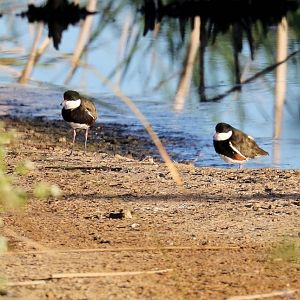 Black-kneed Dotterels