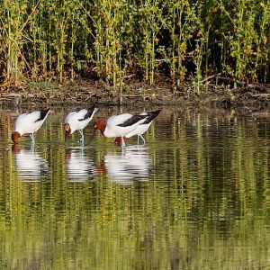 Red-necked Avocets