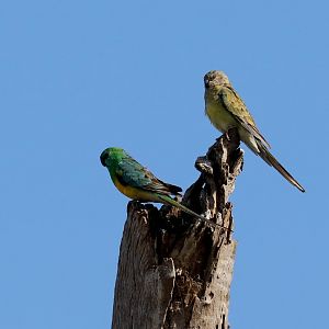 Red-rumped Parrot pair