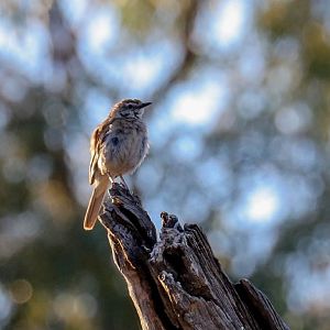 Rufous Songlark