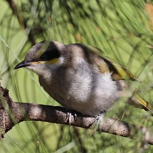 Singing Honeyeater