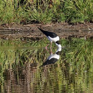 White-headed Stilt