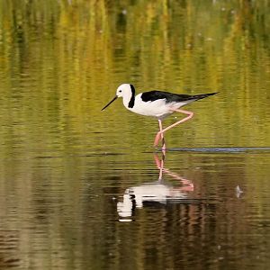 White-headed Stilt