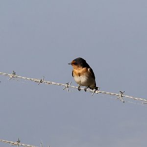 Welcome Swallow