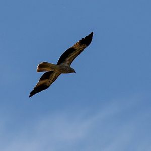 Whistling Kite