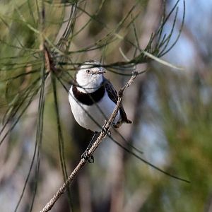 White-fronted Chat