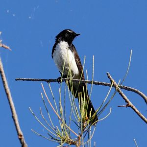 Willie Wagtail