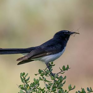Willie Wagtail