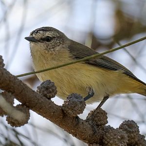 Yellow-rumped Thornbill