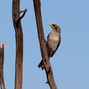 Yellow-throated Miner