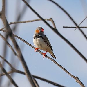 Zebra Finch