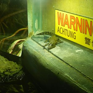 Juvenile Saltwater Crocodile