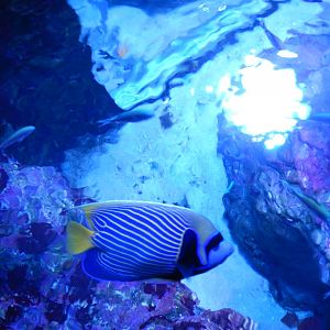 Emperor Angelfish