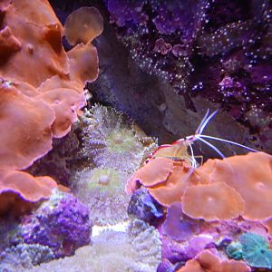 Skunk Cleaner Shrimp
