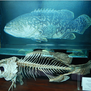 Oscar the Queensland Grouper