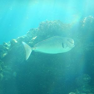 Humpnose Unicornfish