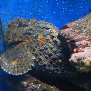 Reef Stonefish