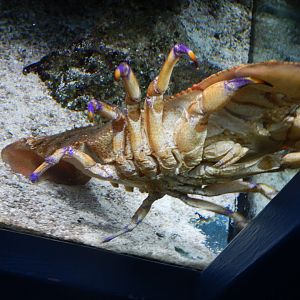 Slipper Lobster