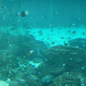 Lots of Spiny Chromis!