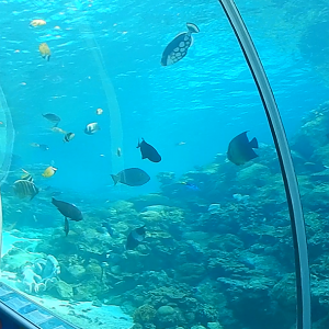 Main tank seen from the tunnel
