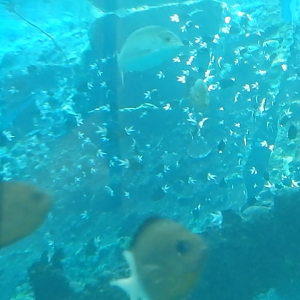 Even more Spiny Chromis