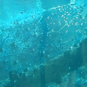 okay this is getting ridiculous - More Spiny Chromis still