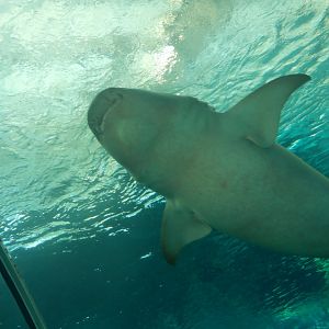 Tawny Nurse Shark