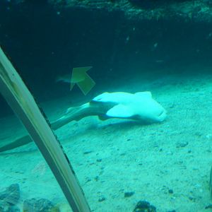 Odd behaviour from the Zebra Shark