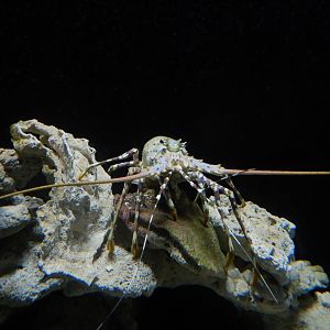 Ornate Rock Lobster