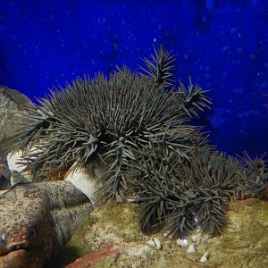 Crown Of Thorns Starfish