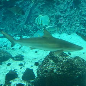 Nervous Whaler Shark