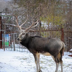 Père David's deer