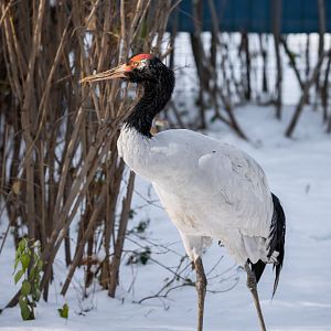 Black-necked crane
