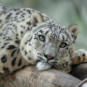 Snow leopard