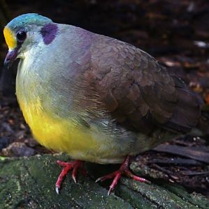 Fragile Forest - Sulawesi Ground Dove
