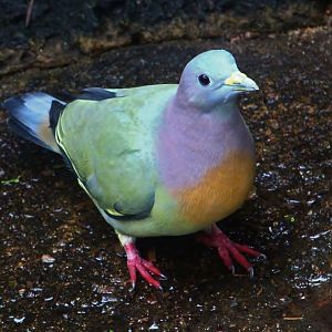 Fragile Forest - Pink-necked Green Pigeon