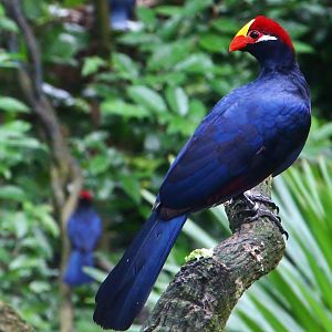 Fragile Forest - Violet Turaco