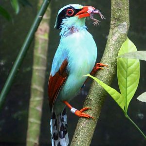 Fragile Forest - Common Green Magpie