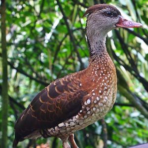 Fragile Forest - Spotted Whistling Duck