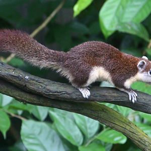 Fragile Forest - Variable Squirrel (Callosciurus finlaysonii)