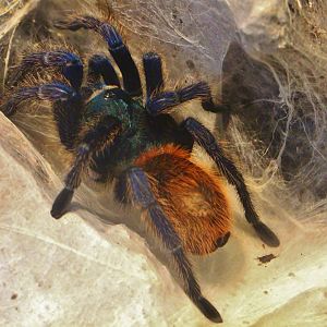 Fragile Forest - Greenbottle Blue Tarantula (Chromatopelma cyaneopubescens)