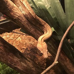 CMNH Hog Island Boa