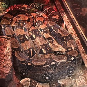 CMNH Boa Constrictor