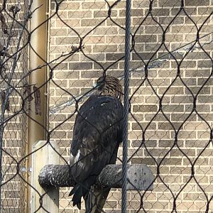 CMNH Golden Eagle