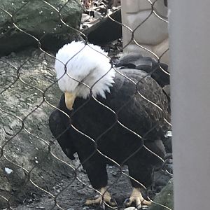 CMNH Bald Eagle