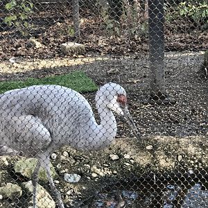 CMNH Sandhill Crane