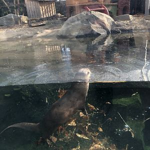 CMNH North American River Otter