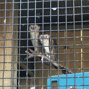 CMNH Barn Owls